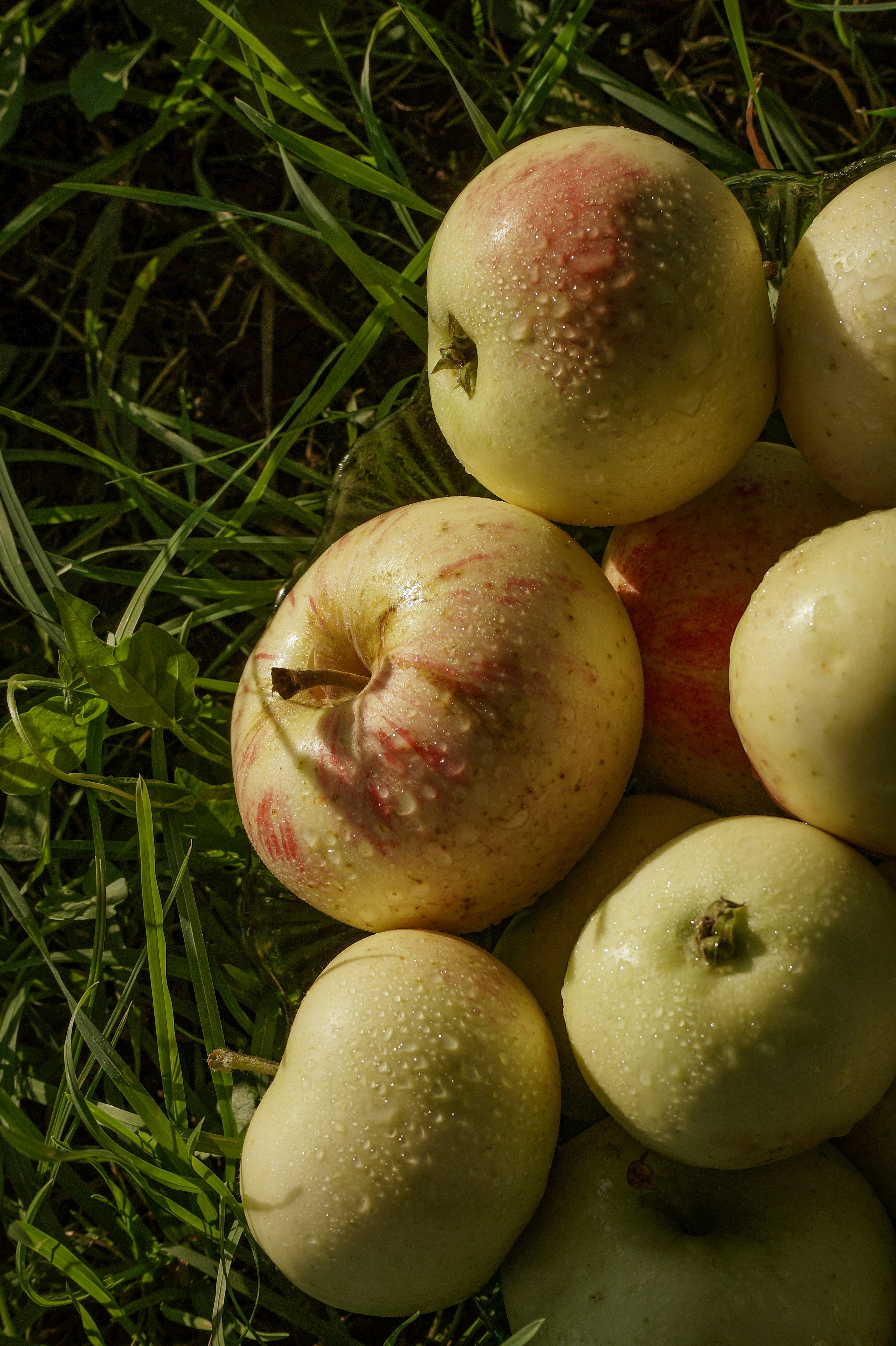 red and green apples on green grass